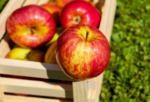 Äpfel am Biohof Raimund in Kirchschlag