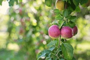 Äpfel am Biohof Raimund in Kirchschlag