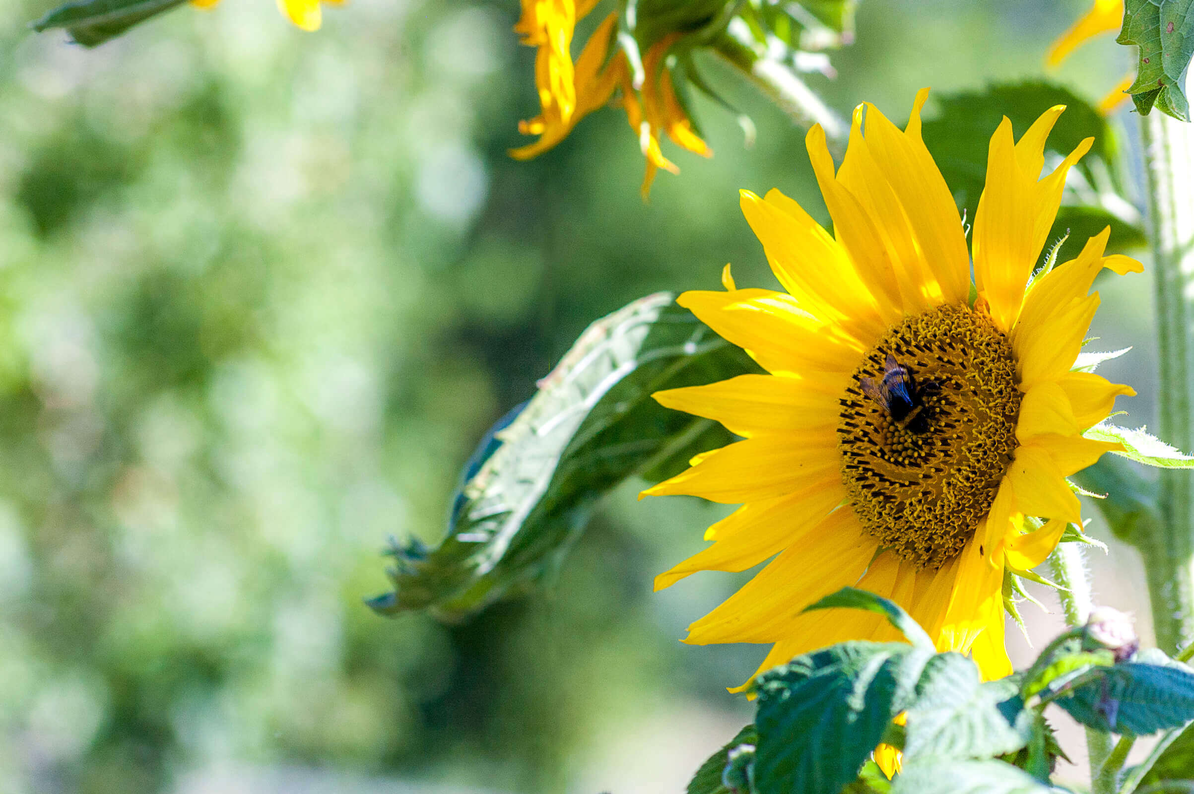 Sonnenblume Biohof Raimund Kirchschlag